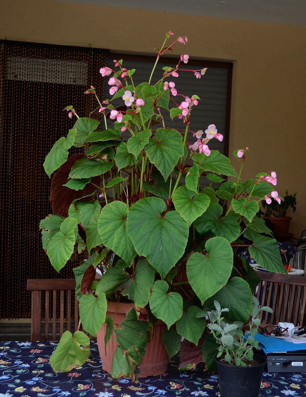 Begonia evansiana